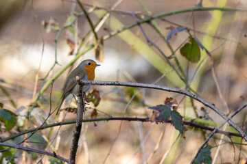 European red robin, erithacus rubecula, perching on a branch. High quality photo