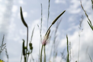 Camomile daisy flowers in the grass, white and yellow. Slovakia