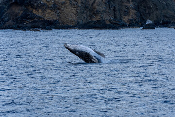 Fototapeta premium Ogasawara island