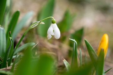 Spring flowering. Snowdrops in the park or garden. Slovakia