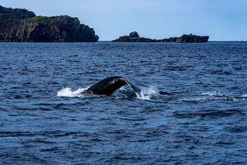 Obraz premium Ogasawara island