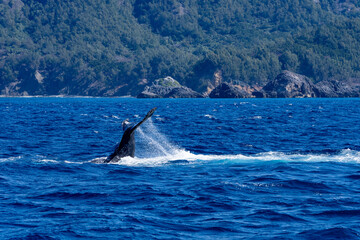 Fototapeta premium Ogasawara island