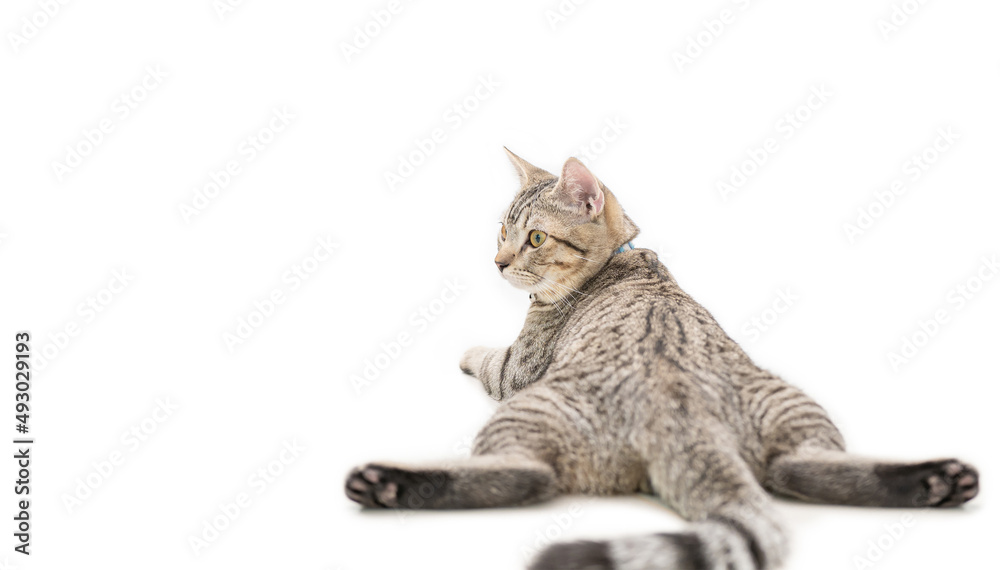 Wall mural scottist cat looks back. isolated on white background.