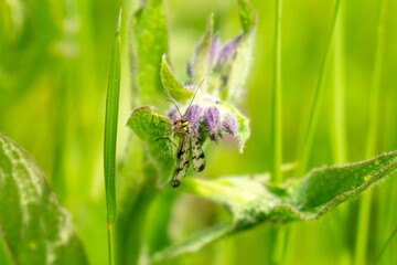 Colorful meadow flowers in grass in nature or in the garden. Slovakia