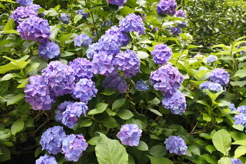 紫陽花