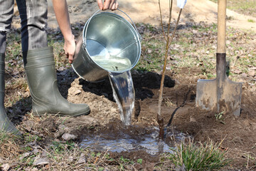 gardener pours water from a bucket under a freshly planted seedling of a fruit tree. springtime...
