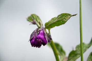 Comfrey flower in the grass. Slovakia	