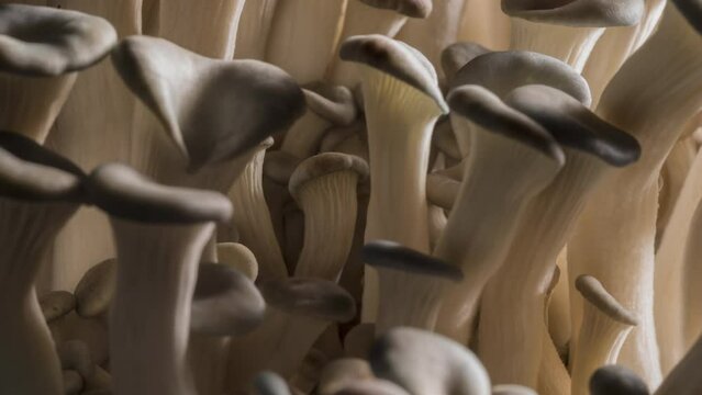 Timelapse of Editable White Mushrooms Growing