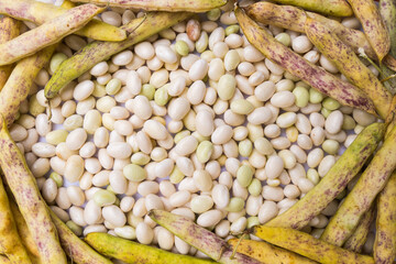 Coco de Paimpol beans background