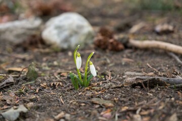 Spring flowering. Snowdrops in the park or garden. Slovakia