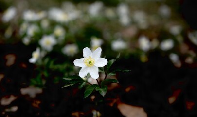 One Magnificent  white Wood Anemone flower with others blurred anemones in  the background of a French forest near Lyon in spring