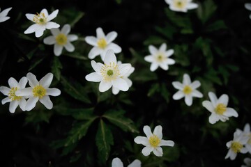 Magnificent Wood Anemone flowers on the ground of a French forest near Lyon in spring.