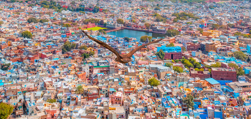 Fototapeta na wymiar Red tailed hawk flyin over Mehrangarh Fort with Blue City - Jodhpur , India 