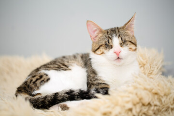 Adorable blind white and brown tabby cat lying on a beige fleecy rug. Cute and affectionate rescued...