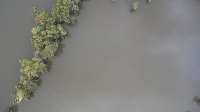 Winter swamp and Eucalyptus trees - Aerial view