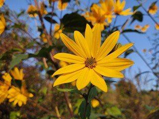 Colorful meadow flowers in grass in nature or in the garden. Slovakia