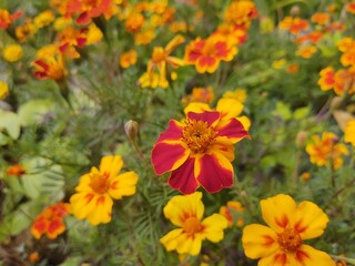 Colorful meadow flowers in grass in nature or in the garden. Slovakia