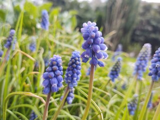Blue Muscari flower in the garden during spring. Slovakia