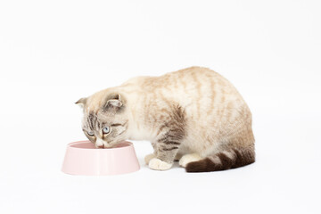 beautiful young cat breed Scottish fold cat eat white background