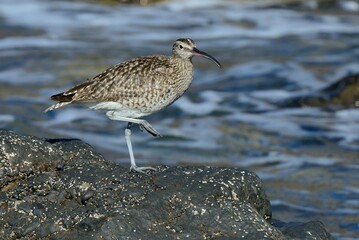 Ein Regenbrachvogel (Numenius phaeopus), Eurasian whimbrel, auf Fuerteventura.