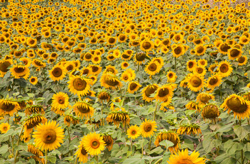 Fototapeta premium A Field Of Sunflowers In The Buckinghamshire Countryside