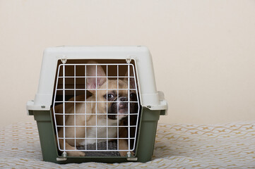 The bulldog dog sits in a large plastic shipping box and looks through the bars of the door into the cell. The dog is ready to travel.