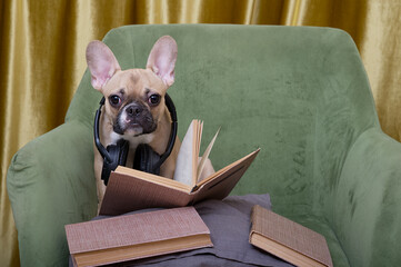 A bulldog dog is reading a book and headphones are hanging around his neck to listen to music in a cozy green armchair. The French Bulldog is relaxing while reading literature while enjoying the music