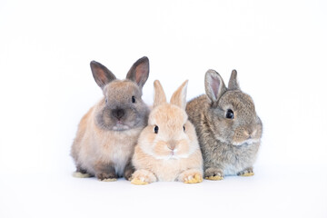 Group of brown cute baby rabbits sitting isolated on white background. Lovely three young brown...