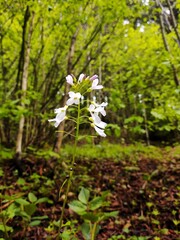 Colorful meadow flowers in grass in nature or in the garden. Slovakia