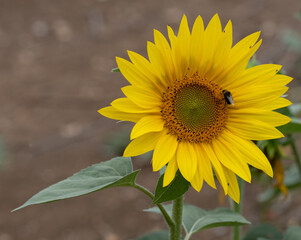Sunflowers growing in baron ground.