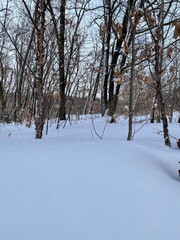 snow covered trees