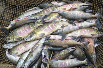 Fresh chum salmon ( Oncorhynchus keta ) catch. Amur river. Khabarovsk Krai, far East, Russia.
