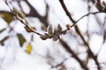 blooming fluffy shoots on willow branches in spring