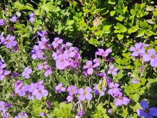 Colorful meadow flowers in grass in nature or in the garden. Slovakia