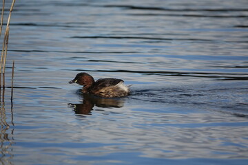 little grebe (Tachybaptus ruficollis) also known as a dabchick, summer breeding plumage 