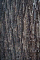 Textura de un tronco viejo