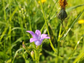 Meadow flowers - beautiful purple bellflowers in the nature. Slovakia