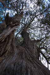 Textura de un árbol viejo al pie del lago Camecuaro en Michoacán.