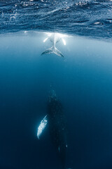 Obraz premium Humpback whale mother and calf