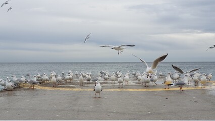 seagulls on the pier