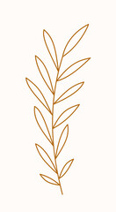 Botanical branch with leaves. Line art, vector illustration.