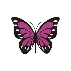 Vector illustration of colorful butterfly isolated on white background