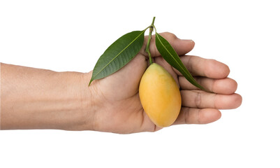 Hand holding fresh sweet and sour yellow Marian plum, popular Thai summer fruit,clipping path, studio shooting