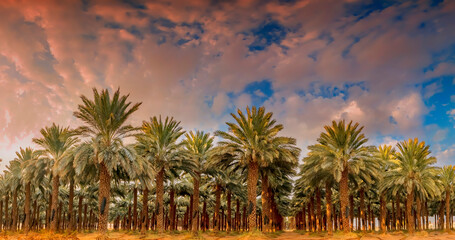 Morning panorama with industrial plantation of date palms. Desert and arid agriculture industry intended for GMO free and healthy food production in the Middle East - 493039197