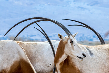 Close up of antelope scimitar horn Oryx (Oryx leucoryx). Due to danger of extinction, the species...