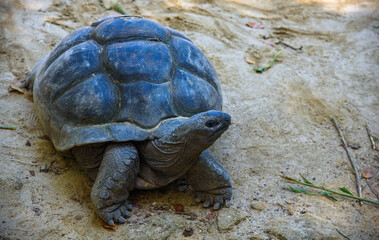 Giant Tortoise of the Seychelles