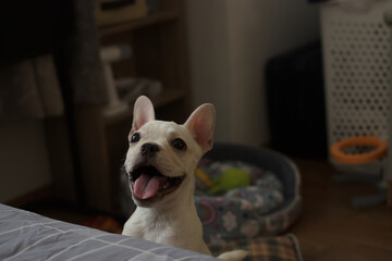 Young French Bulldog smiling to camera.