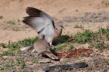 Eine Türkentaube (Streptopelia decaocto), Eurasian collared dove, auf Fuerteventura.