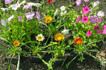 Fototapeta na wymiar Planting multi-colored flowers of petunias and gazanias in the ground in the garden