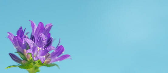 Background banner with copy space with a bouquet of purple bluebells against a blue sky with selective focus